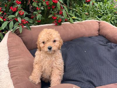 Cavapoo puppies for sale in Limerick