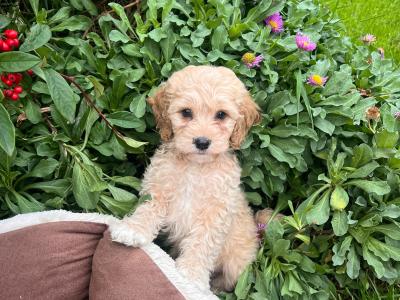 Cavapoo puppies for sale in Limerick