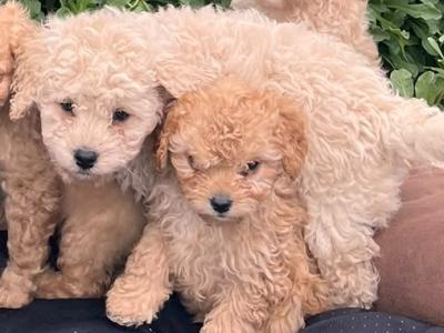 Cavapoo puppies for sale in Limerick