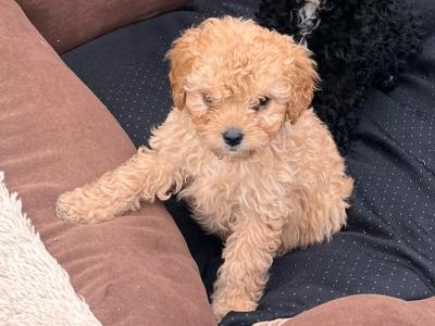 Cavapoo puppies for sale in Limerick