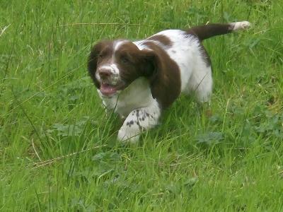 Purebred Springer Spaniel puppies in Leitrim. Two female puppies left!