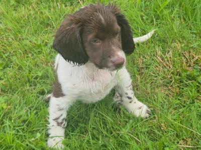 Purebred Springer Spaniel puppies in Leitrim. Two female puppies left!