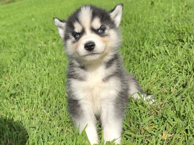 Blue Eyed Siberian Husky puppies in Limerick