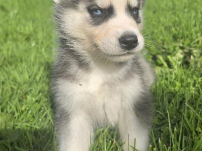 Blue Eyed Siberian Husky puppies in Limerick
