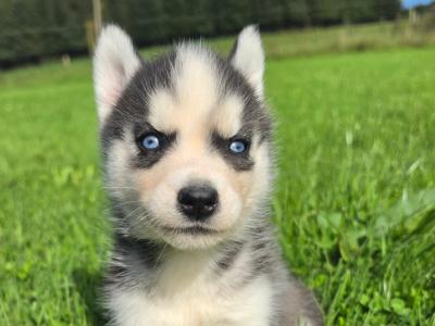 Blue Eyed Siberian Husky puppies in Limerick