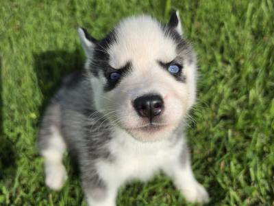 Blue Eyed Siberian Husky puppies in Limerick