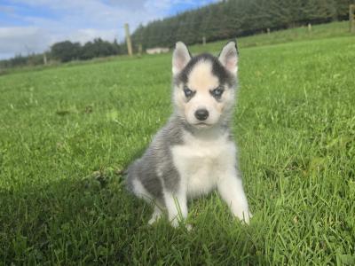 Blue Eyed Siberian Husky puppies in Limerick