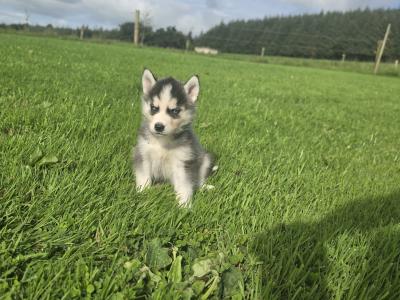 Blue Eyed Siberian Husky puppies in Limerick