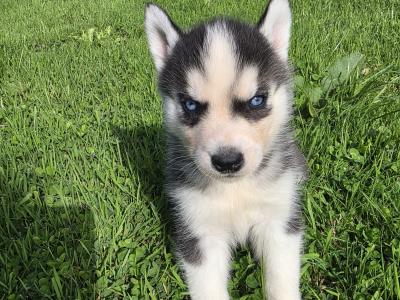 Blue Eyed Siberian Husky puppies in Limerick