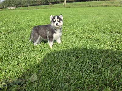 Blue Eyed Siberian Husky puppies in Limerick