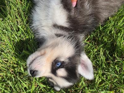 Blue Eyed Siberian Husky puppies in Limerick