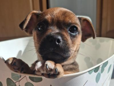 Male Jug puppy for sale in Kilkenny