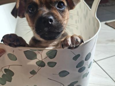 Male Jug puppy for sale in Kilkenny