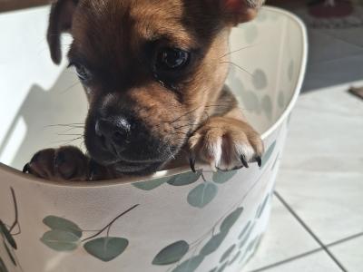 Male Jug puppy for sale in Kilkenny