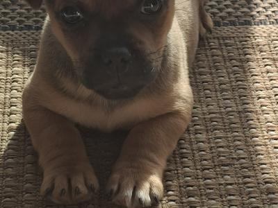 Male Jug puppy for sale in Kilkenny