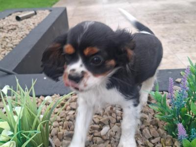 Classic Cavalier King Charles Spaniel puppies in Westmeath