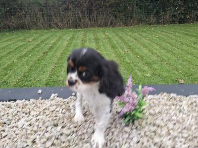 Classic Cavalier King Charles Spaniel puppies in Westmeath