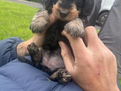 Teckel Dachshund puppies in Offaly