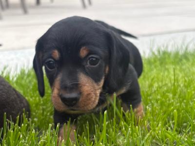 Teckel Dachshund puppies in Offaly
