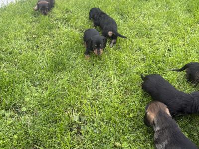 Teckel Dachshund puppies in Offaly