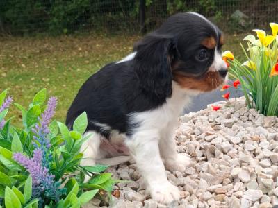 Classic Cavalier King Charles Spaniel puppies in Westmeath