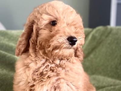 Beautiful F1B Cavapoo male puppies in Carlow