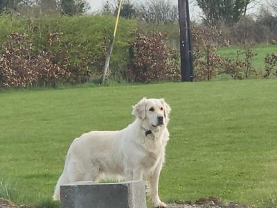 Purebred Golden Retriever puppies in Offaly