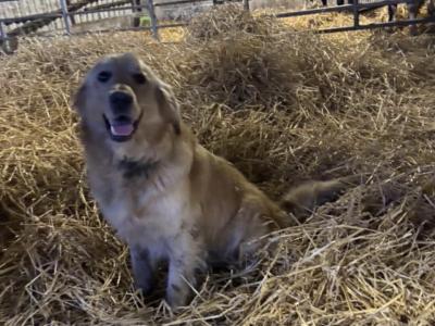 Purebred Golden Retriever puppies in Offaly