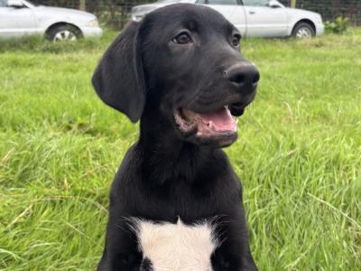 3 male Labrador x Border Collie puppies in Loughrea, Galway