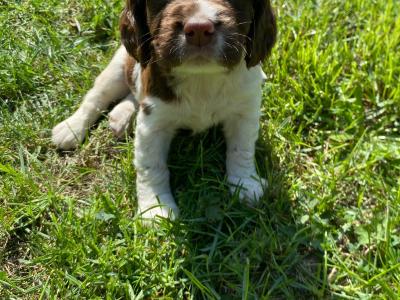 Springer Spaniel puppies in Down