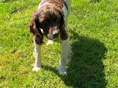 Springer Spaniel puppies in Down