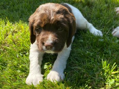 Springer Spaniel puppies in Down