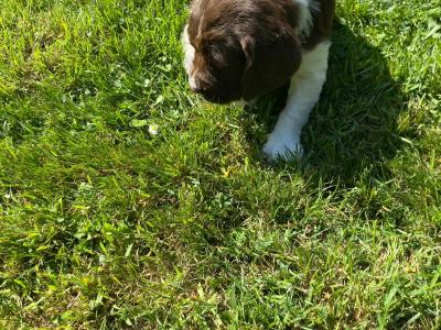 Springer Spaniel puppies in Down