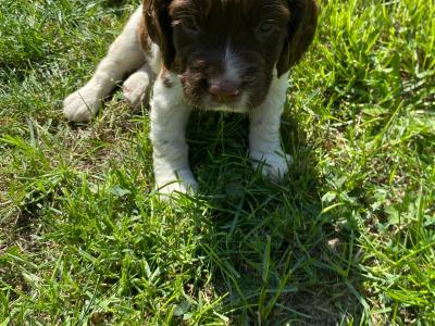 Springer Spaniel puppies in Down