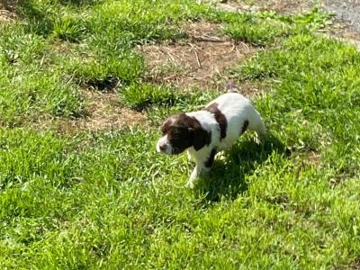 Springer Spaniel puppies in Down