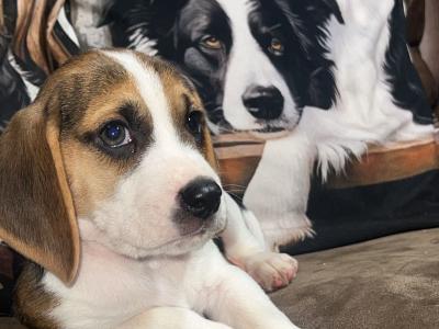 Gorgeous, male Beagle puppy in Wexford is looking for his Forever Home!