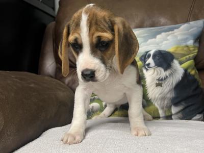 Gorgeous, male Beagle puppy in Wexford is looking for his Forever Home!