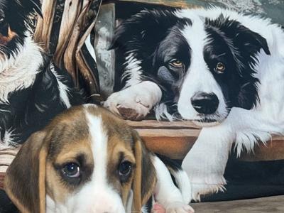 Gorgeous, male Beagle puppy in Wexford is looking for his Forever Home!