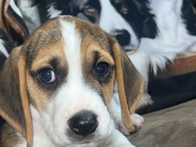 Gorgeous, male Beagle puppy in Wexford is looking for his Forever Home!