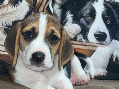 Gorgeous, male Beagle puppy in Wexford is looking for his Forever Home!
