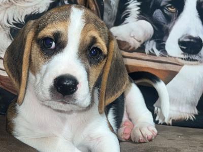 Gorgeous, male Beagle puppy in Wexford is looking for his Forever Home!