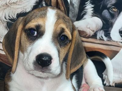 Gorgeous Beagle puppies in Wexford are looking for their forever homes!