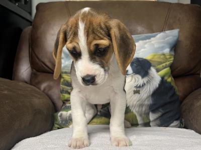 Gorgeous, male Beagle puppy in Wexford is looking for his Forever Home!