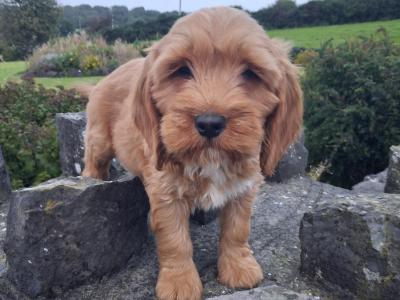 Cockapoo puppies in Mayo