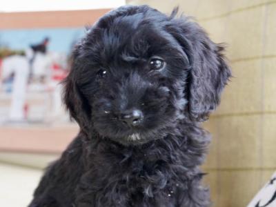 Miniature Cockapoo puppies in Offaly