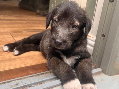 **IKC Registered (pending)** Irish Wolfhound puppies in Kildare