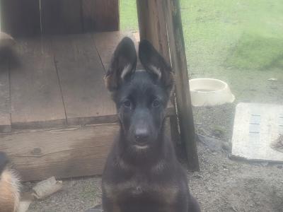 German Shepherd puppies in Kildare