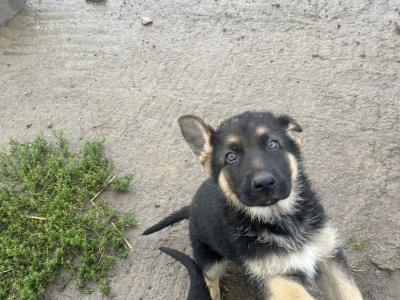 €500 German Shepherd puppies female in Tipperary