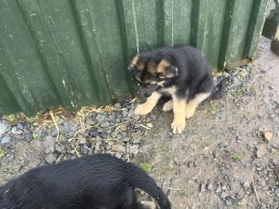 €500 German Shepherd puppies female in Tipperary