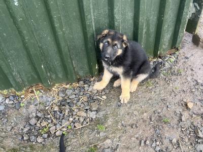 €500 German Shepherd puppies female in Tipperary